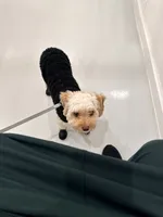 Kosmo, a male Cavapoo for sale in Atlanta, GA – 5 of 5