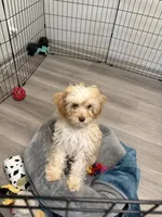 Kosmo, a male Cavapoo for sale in Atlanta, GA – 2 of 5