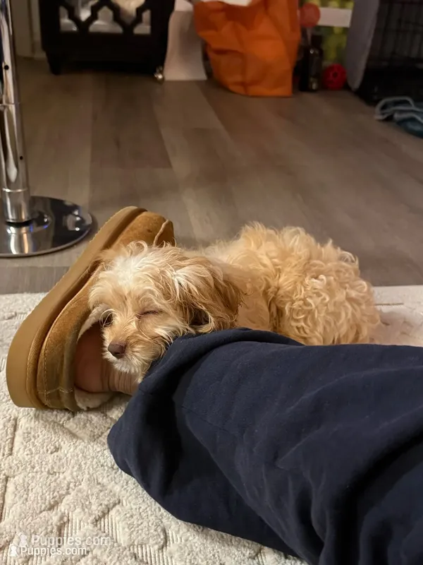 Kosmo – Cavapoo puppy for sale in Atlanta, GA