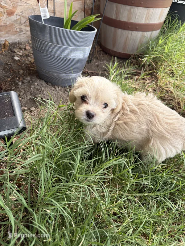 Magnolia – Maltipoo puppy for sale in Colorado Springs, CO