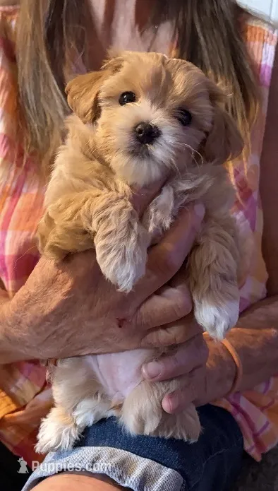 Mable  – Maltipoo puppy for sale in Colorado Springs, CO