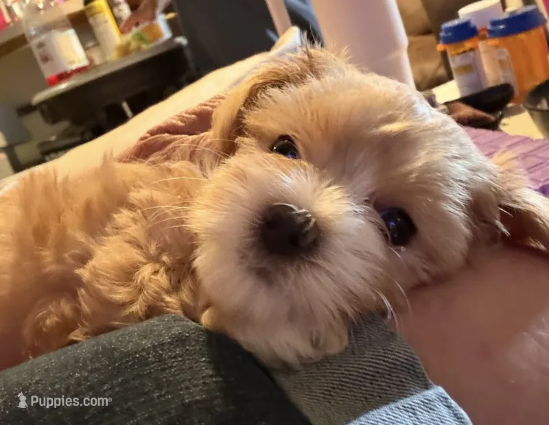 Maxwell  – Maltipoo puppy for sale in Colorado Springs, CO