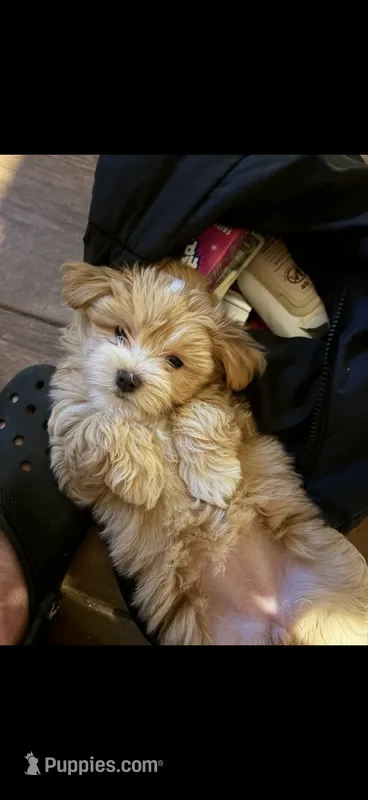 Mable  – Maltipoo puppy for sale in Rocky Ford, CO