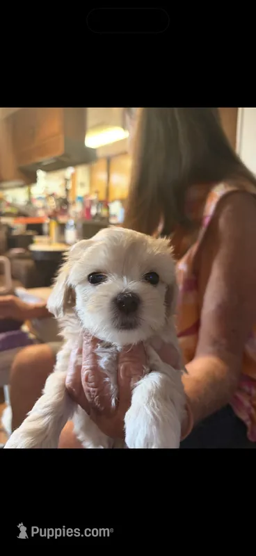 Magnolia – Maltipoo puppy for sale in Colorado Springs, CO