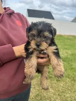 Marsha , a female Yorkshire Terrier for sale in Smithfield, NC – 2 of 2