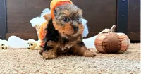 Gale, a female Yorkshire Terrier for sale in Smithfield, NC – 2 of 2