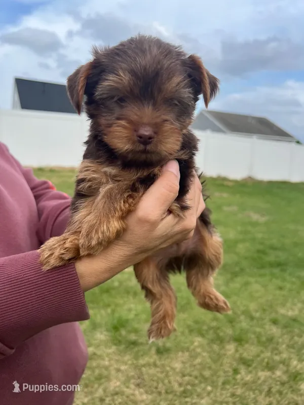 Hershal  – Yorkshire Terrier puppy for sale in Smithfield, NC