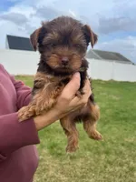 Hershal , a male Yorkshire Terrier for sale in Smithfield, NC – 2 of 4