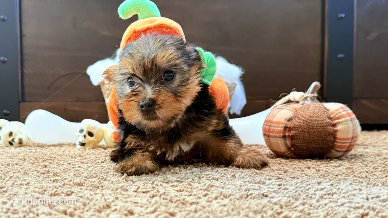 Gale – Yorkshire Terrier puppy for sale in Smithfield, NC