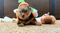 Gale, a female Yorkshire Terrier for sale in Smithfield, NC – 1 of 2