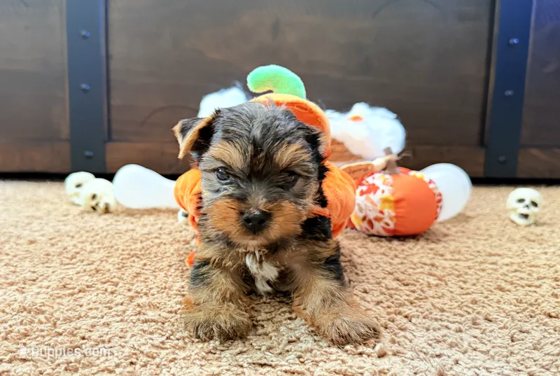 Bronson – Yorkshire Terrier puppy for sale in Smithfield, NC