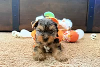 Bronson, a male Yorkshire Terrier for sale in Smithfield, NC – 1 of 2