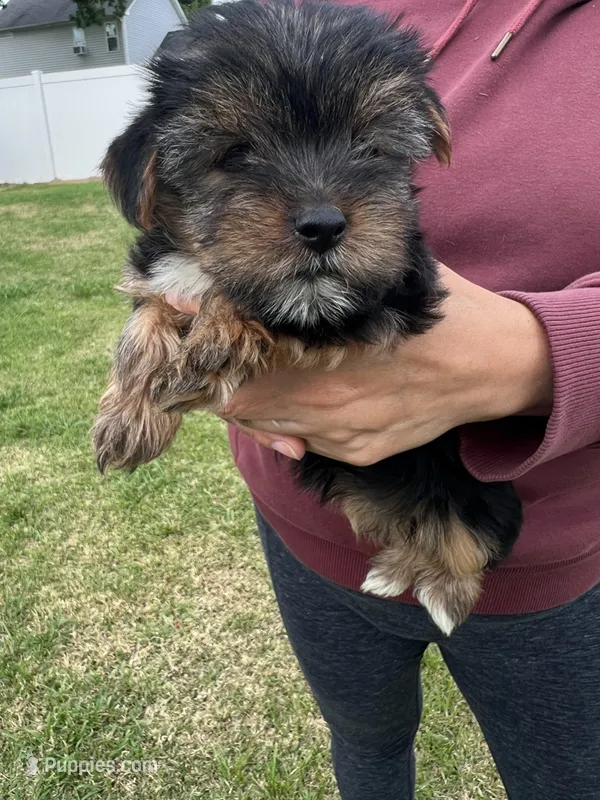 Mya – Yorkshire Terrier puppy for sale in Smithfield, NC
