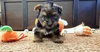 Bruno, a male Yorkshire Terrier for sale in Smithfield, NC – 2 of 2