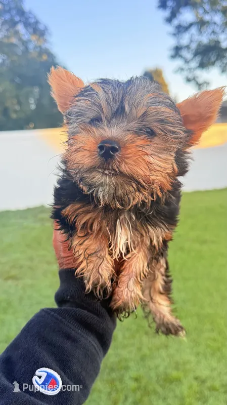 Bruno – Yorkshire Terrier puppy for sale in Smithfield, NC