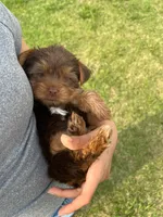 Hershal , a male Yorkshire Terrier for sale in Smithfield, NC – 4 of 4