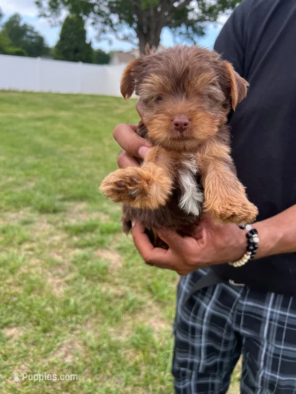 Hershal  – Yorkshire Terrier puppy for sale in Smithfield, NC