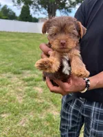 Hershal , a male Yorkshire Terrier for sale in Smithfield, NC – 1 of 4