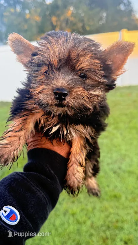 Bowie – Yorkshire Terrier puppy for sale in Smithfield, NC