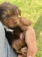 Hershal , a male Yorkshire Terrier for sale in Smithfield, NC – 3 of 4
