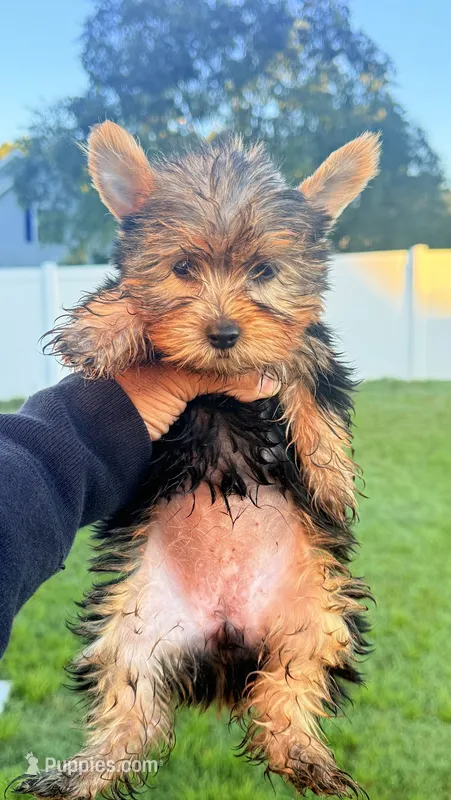 Gale – Yorkshire Terrier puppy for sale in Smithfield, NC