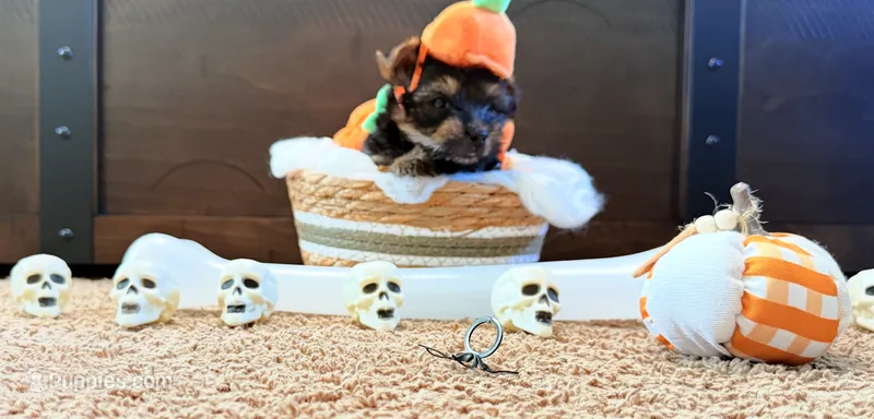 Bruno – Yorkshire Terrier puppy for sale in Smithfield, NC