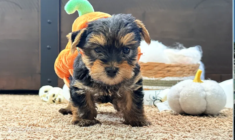 Bowie – Yorkshire Terrier puppy for sale in Smithfield, NC
