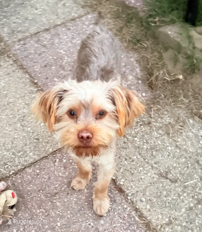 Peanut Butter – Yorkshire Terrier puppy for sale in Smithfield, NC