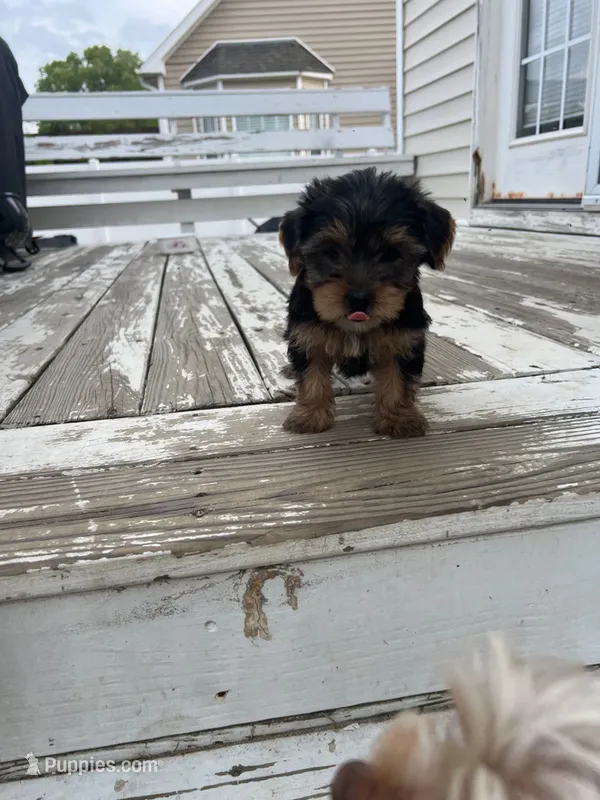 Marsha  – Yorkshire Terrier puppy for sale in Smithfield, NC