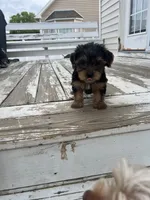 Marsha , a female Yorkshire Terrier for sale in Smithfield, NC – 1 of 2