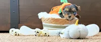 Bowie, a male Yorkshire Terrier for sale in Smithfield, NC – 2 of 2