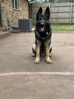 Bruno, a male German Shepherd Dog for sale in Pinson, AL – 2 of 6