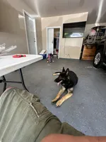 Bruno, a male German Shepherd Dog for sale in Pinson, AL – 3 of 6