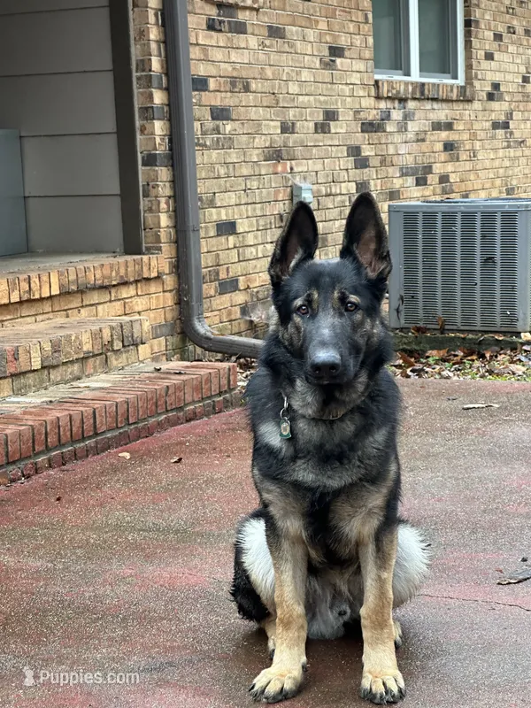 Bruno – German Shepherd Dog puppy for sale in Pinson, AL