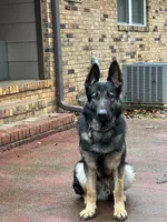 Bruno, a male German Shepherd Dog for sale in Pinson, AL – 1 of 6
