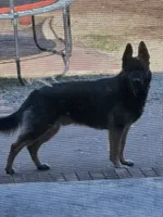 Bruno, a male German Shepherd Dog for sale in Pinson, AL – 5 of 6