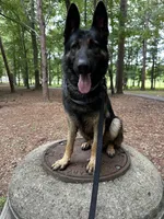 Bruno, a male German Shepherd Dog for sale in Pinson, AL – 4 of 6