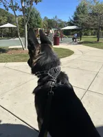 Bruno, a male German Shepherd Dog for sale in Pinson, AL – 6 of 6