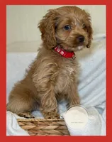 Patch, a male Cockapoo for sale in Waynesboro, MS – Photo 3 of 7