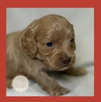 Patch, a male Cockapoo for sale in Waynesboro, MS – Photo 5 of 7