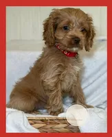 Patch, a male Cockapoo for sale in Waynesboro, MS – Photo 1 of 7