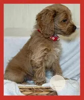 Patch, a male Cockapoo for sale in Waynesboro, MS – Photo 2 of 7