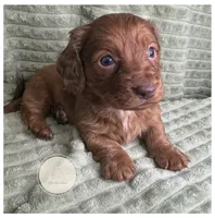 Briar, a male Miniature Dachshund for sale in Waynesboro, MS – Photo 5 of 6