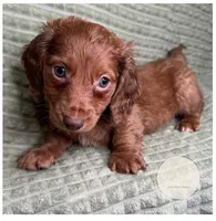 Briar, a male Miniature Dachshund for sale in Waynesboro, MS – Photo 2 of 6