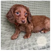 Briar, a male Miniature Dachshund for sale in Waynesboro, MS – Photo 1 of 6