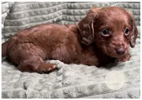 Briar, a male Miniature Dachshund for sale in Waynesboro, MS – Photo 3 of 6