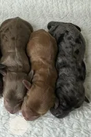 Briar, a male Miniature Dachshund for sale in Waynesboro, MS – Photo 6 of 6