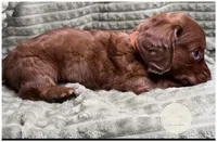 Briar, a male Miniature Dachshund for sale in Waynesboro, MS – Photo 4 of 6