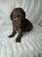 Malcolm, a male Poodle - Miniature  for sale in Waynesboro, MS – Photo 1 of 2