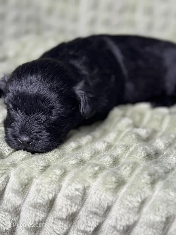 Mayday, a male Yorkipoo for sale in Waynesboro, MS – Photo 1 of 4